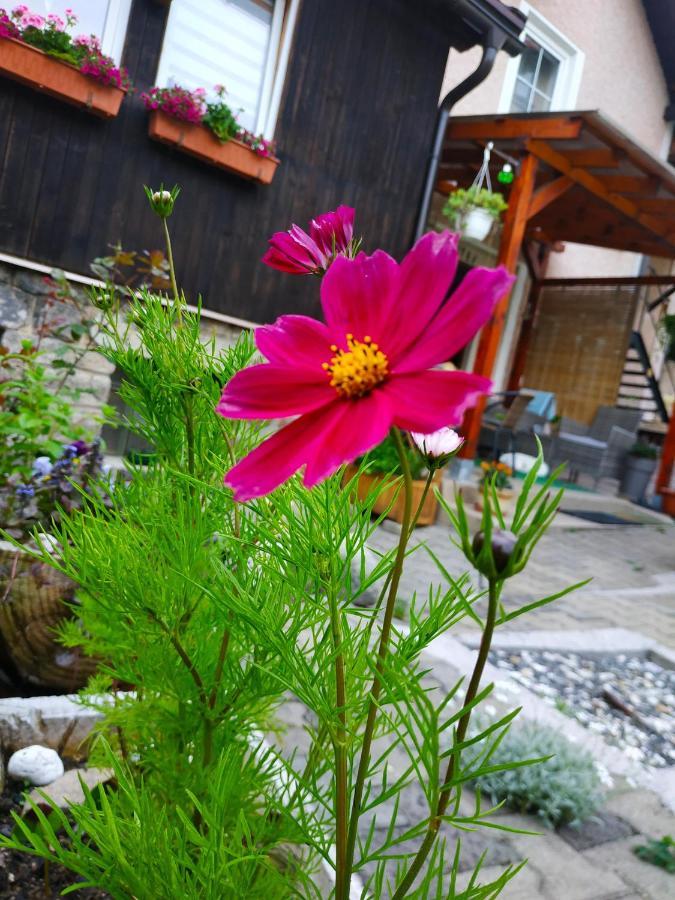 Apartment Krkonosska 탄발트 외부 사진